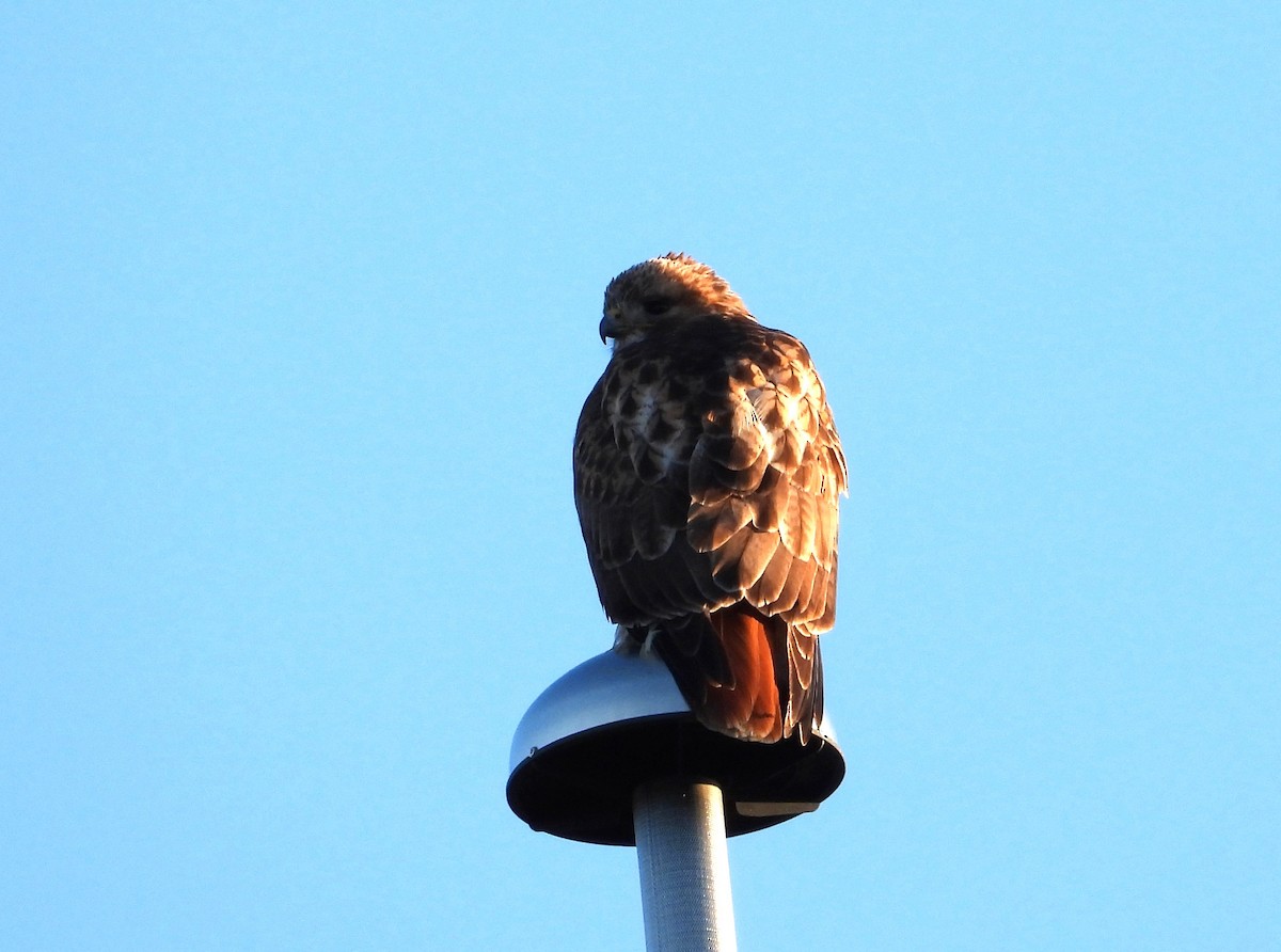 Red-tailed Hawk - ML554216751