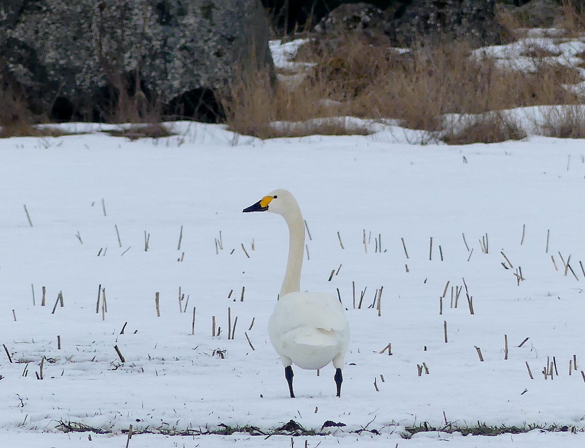 Tundra Swan - ML554217131