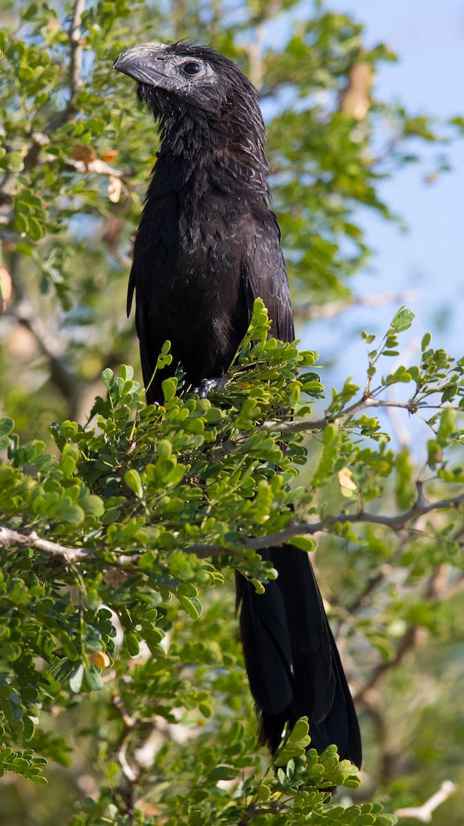 Groove-billed Ani - ML55421871