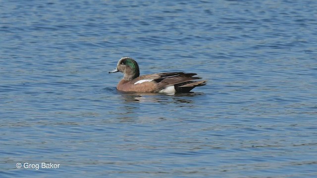 American Wigeon - ML554219941