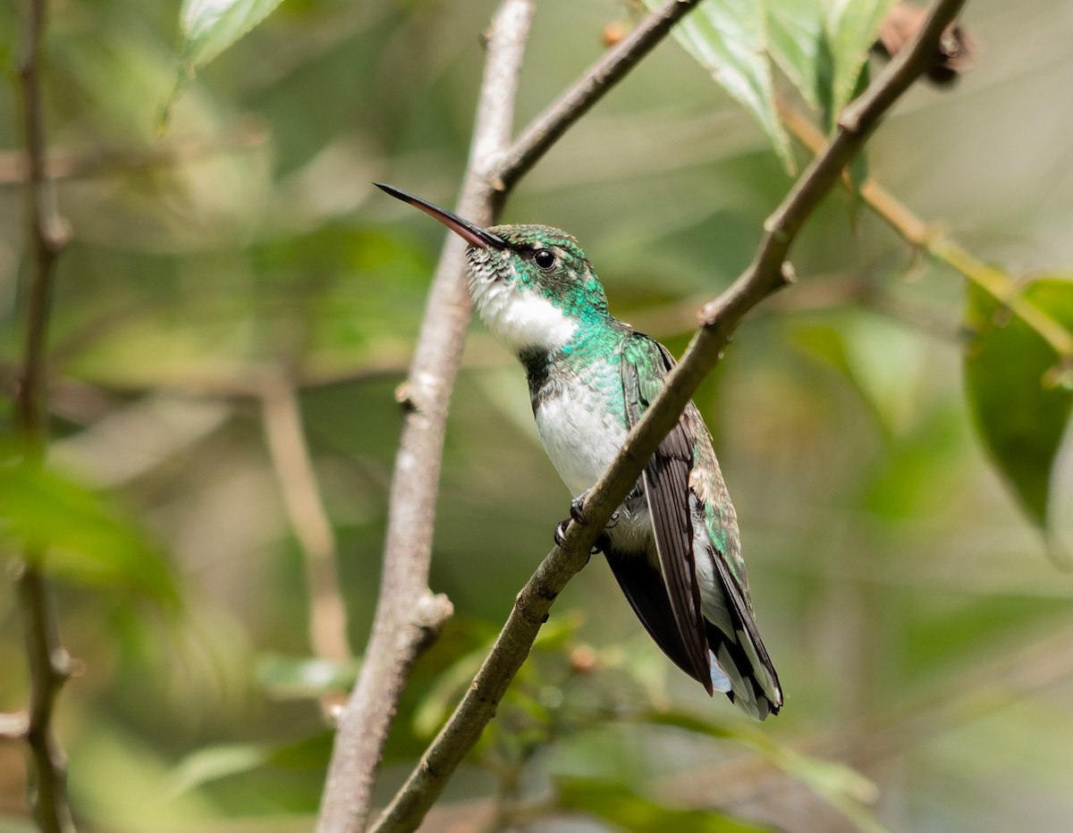 White-throated Hummingbird - ML554220541