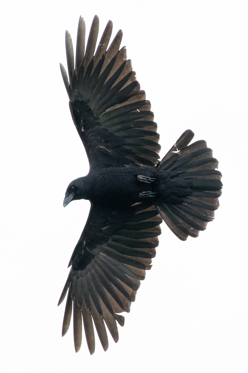 American Crow - ML554221161