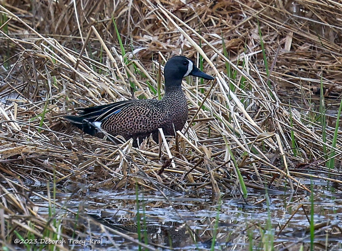 Blue-winged Teal - ML554221771