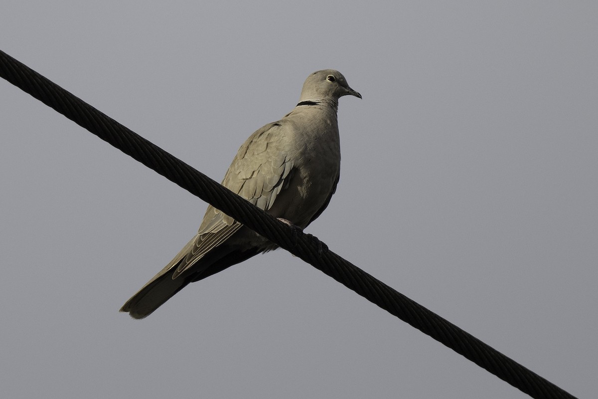 Eurasian Collared-Dove - Scott Krammer