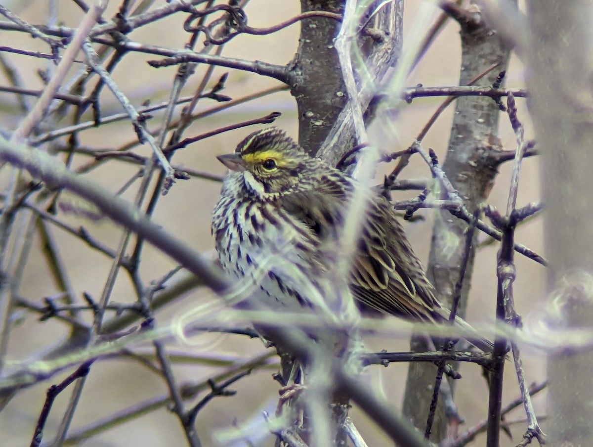 Savannah Sparrow - Matthew Tobey