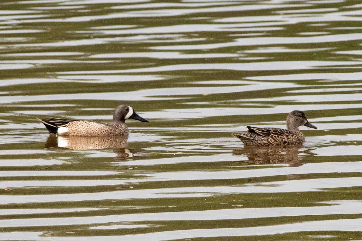 Blue-winged Teal - ML554222101