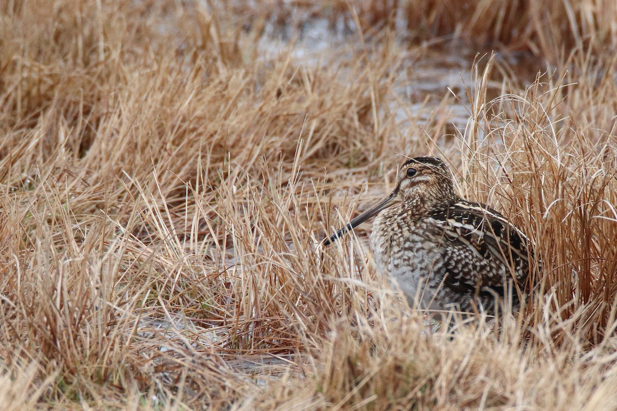 Wilson's Snipe - ML554222951