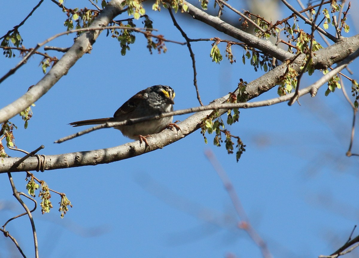 White-throated Sparrow - ML554223471