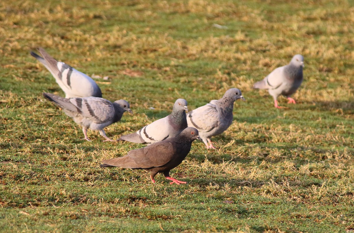 Rock Pigeon - khaled Ayyach