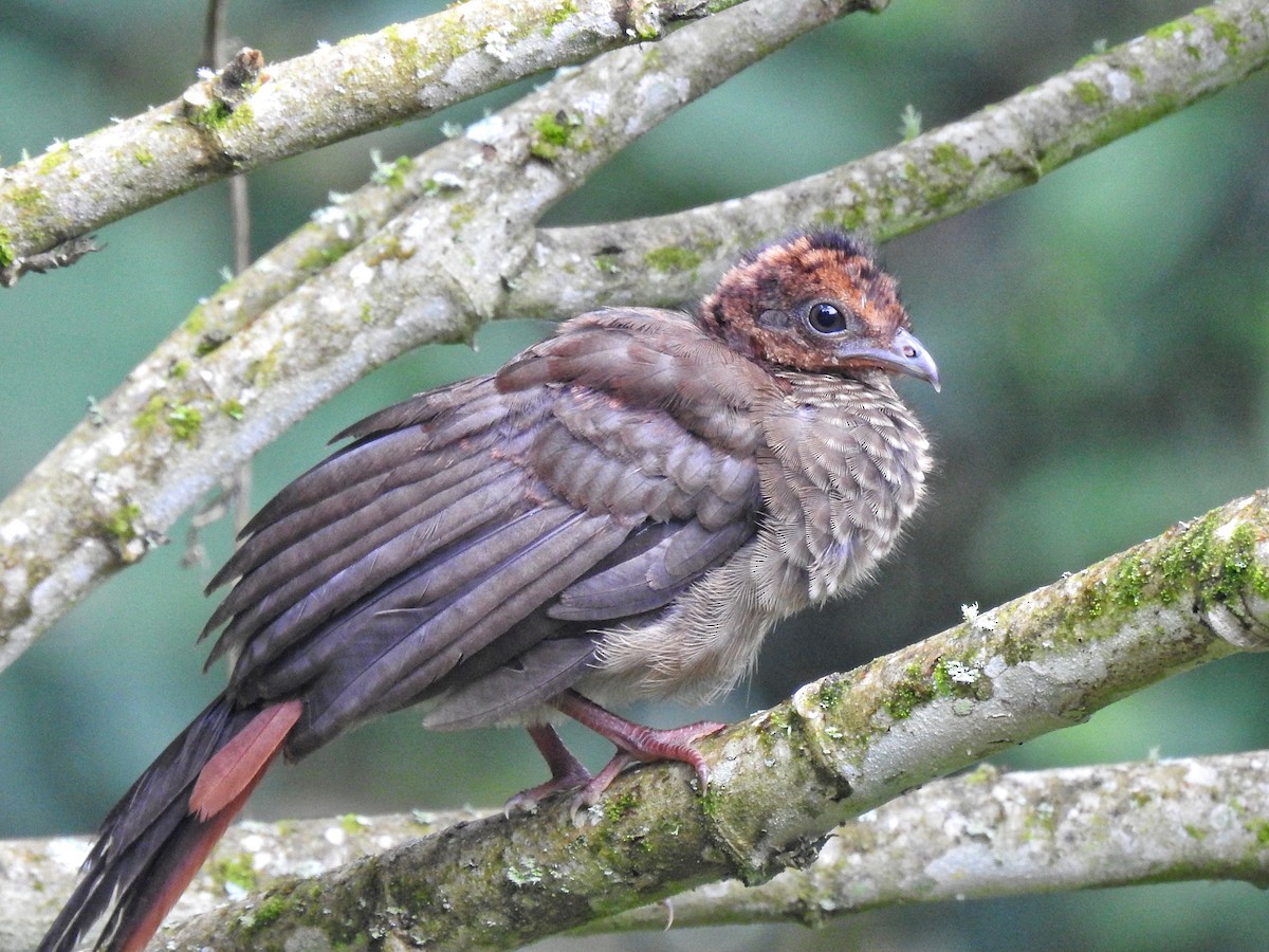 Chachalaca Moteada - ML554224381