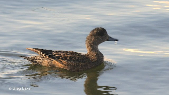 American Wigeon - ML554224621