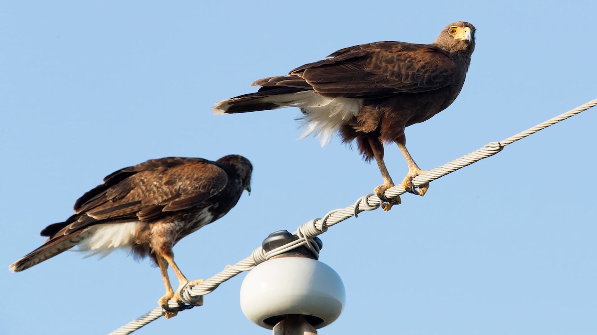 Harris's Hawk - ML55422481
