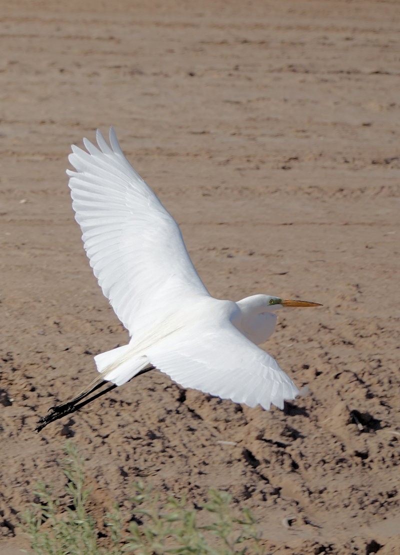 Great Egret - ML554225161