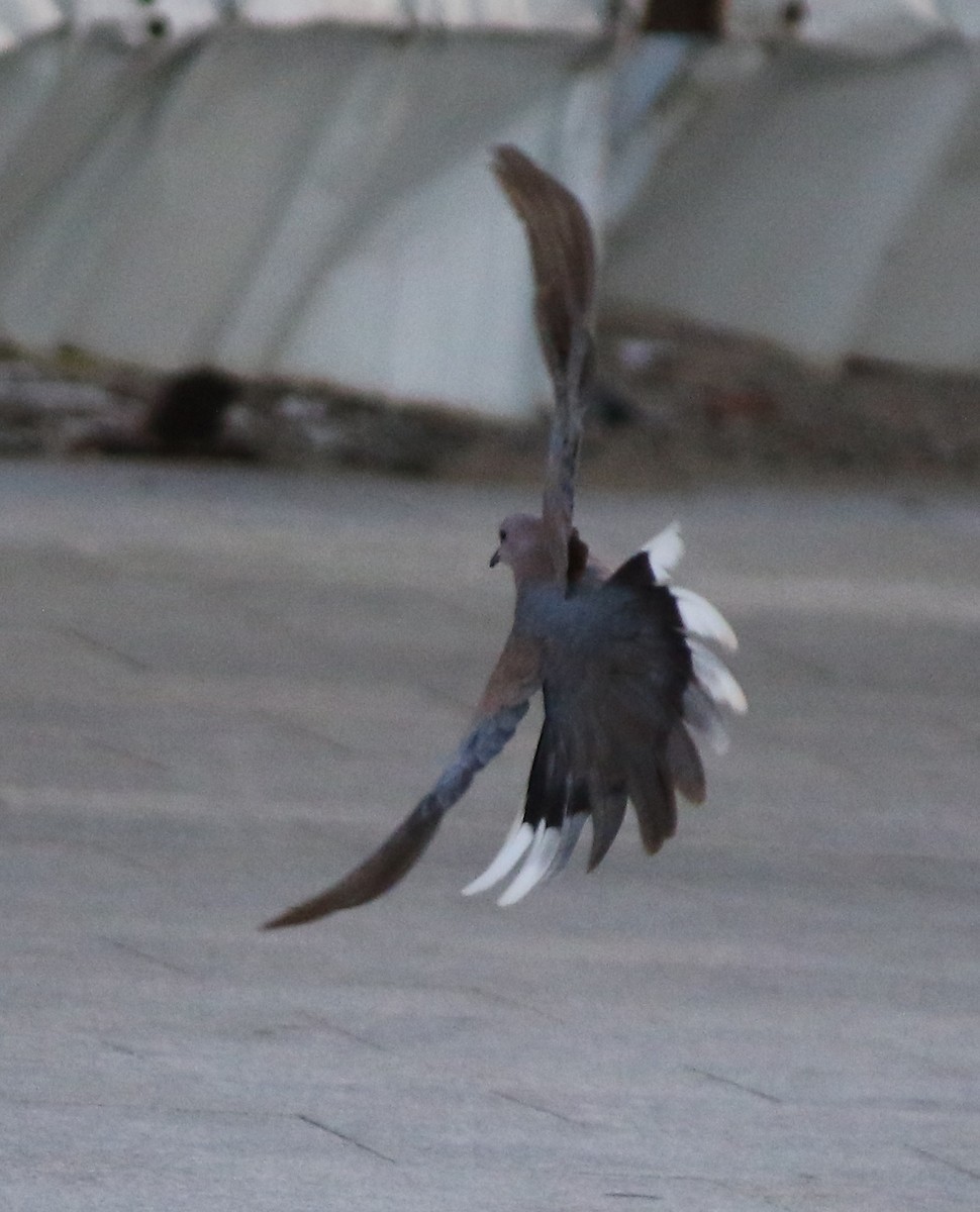 Laughing Dove - ML554226641