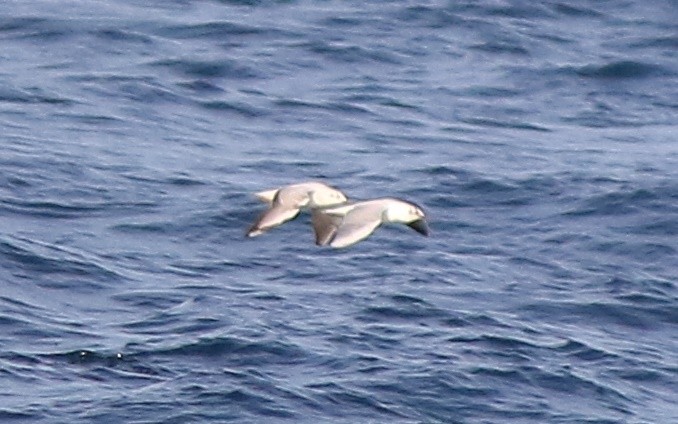 Black-headed Gull - ML554226861