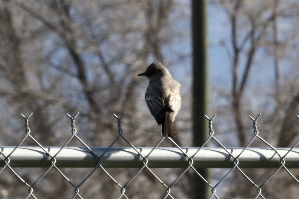 Say's Phoebe - ML554227481