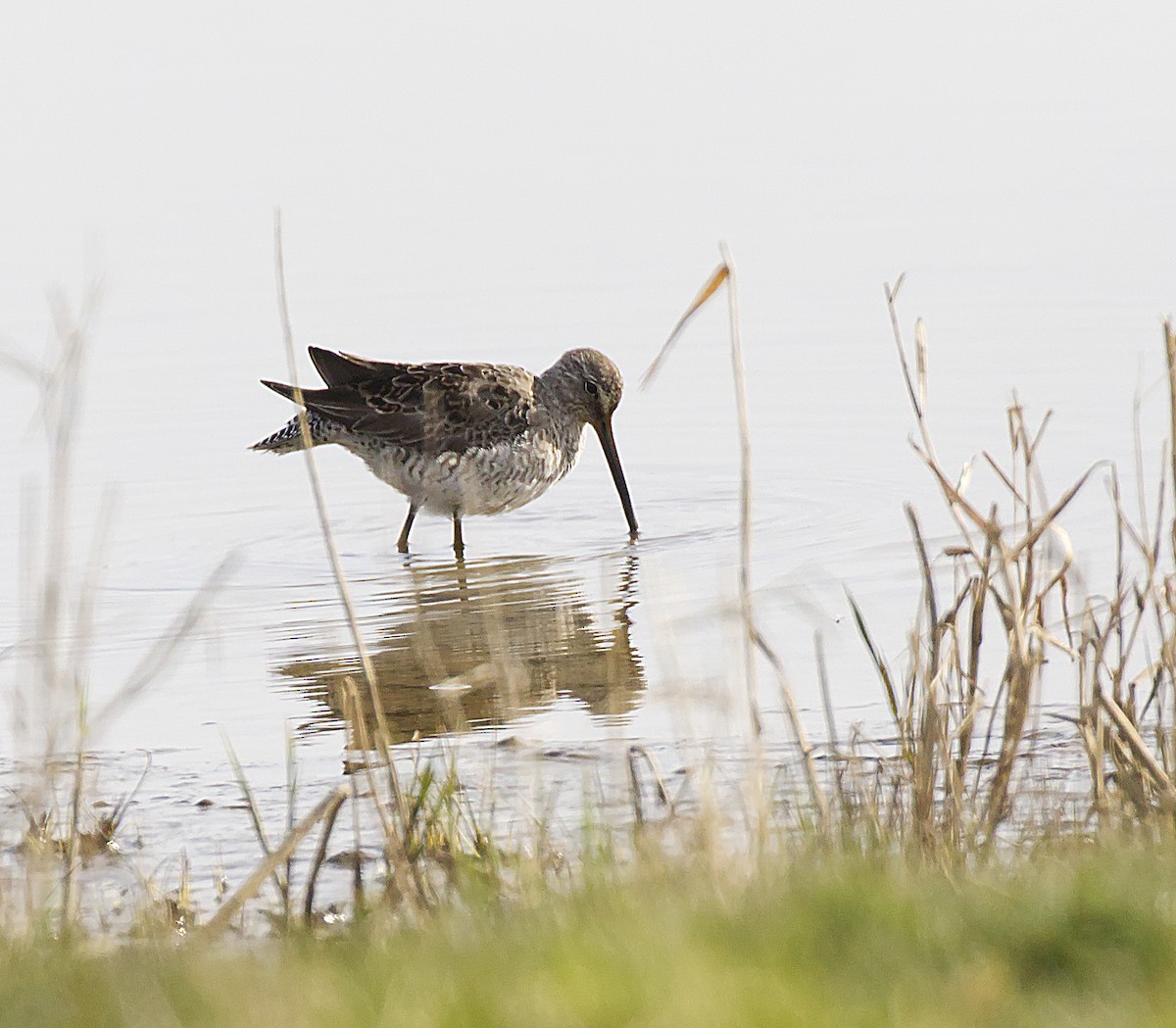 Long-billed Dowitcher - ML554227541