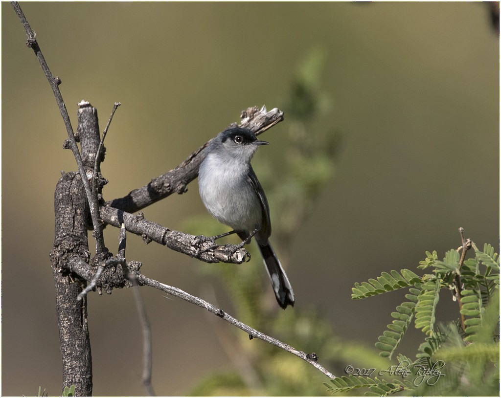Black-tailed Gnatcatcher - Arlene Ripley