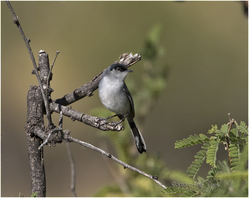 Black-tailed Gnatcatcher - ML55422771