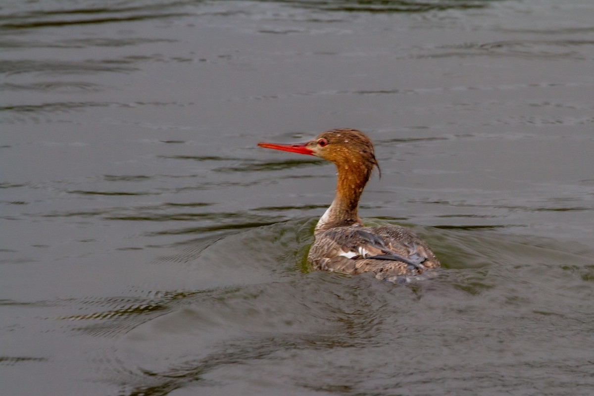 Red-breasted Merganser - ML554227981