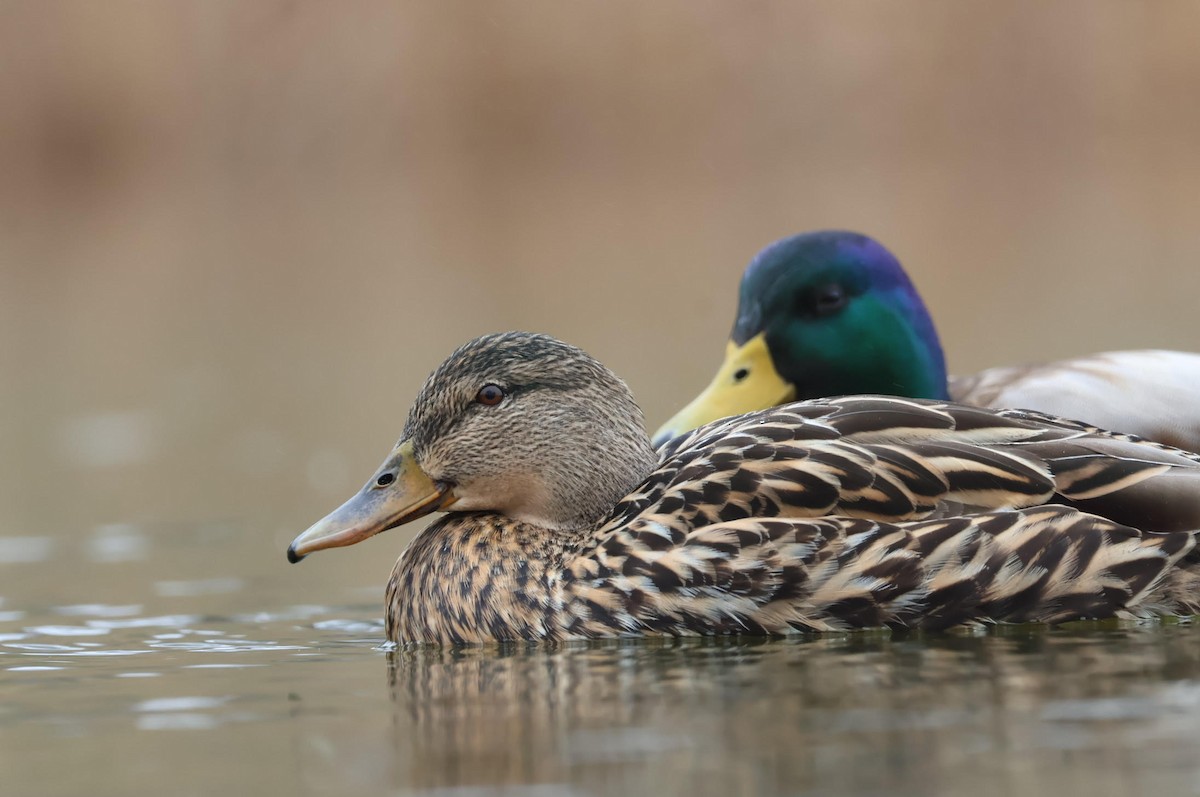 Mallard - aaron lehr