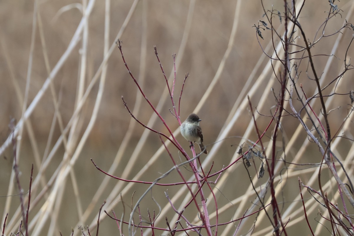 Eastern Phoebe - ML554228261