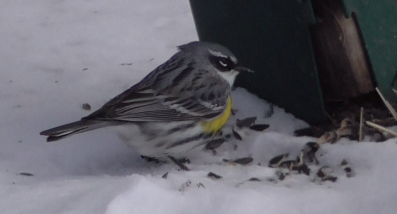 Yellow-rumped Warbler (Myrtle) - ML554228841