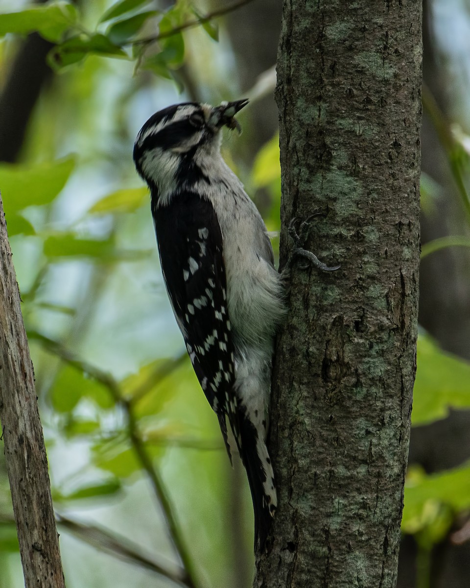 Downy Woodpecker - ML554229031