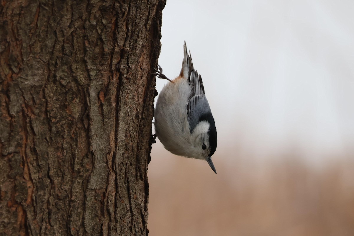 White-breasted Nuthatch - ML554229771