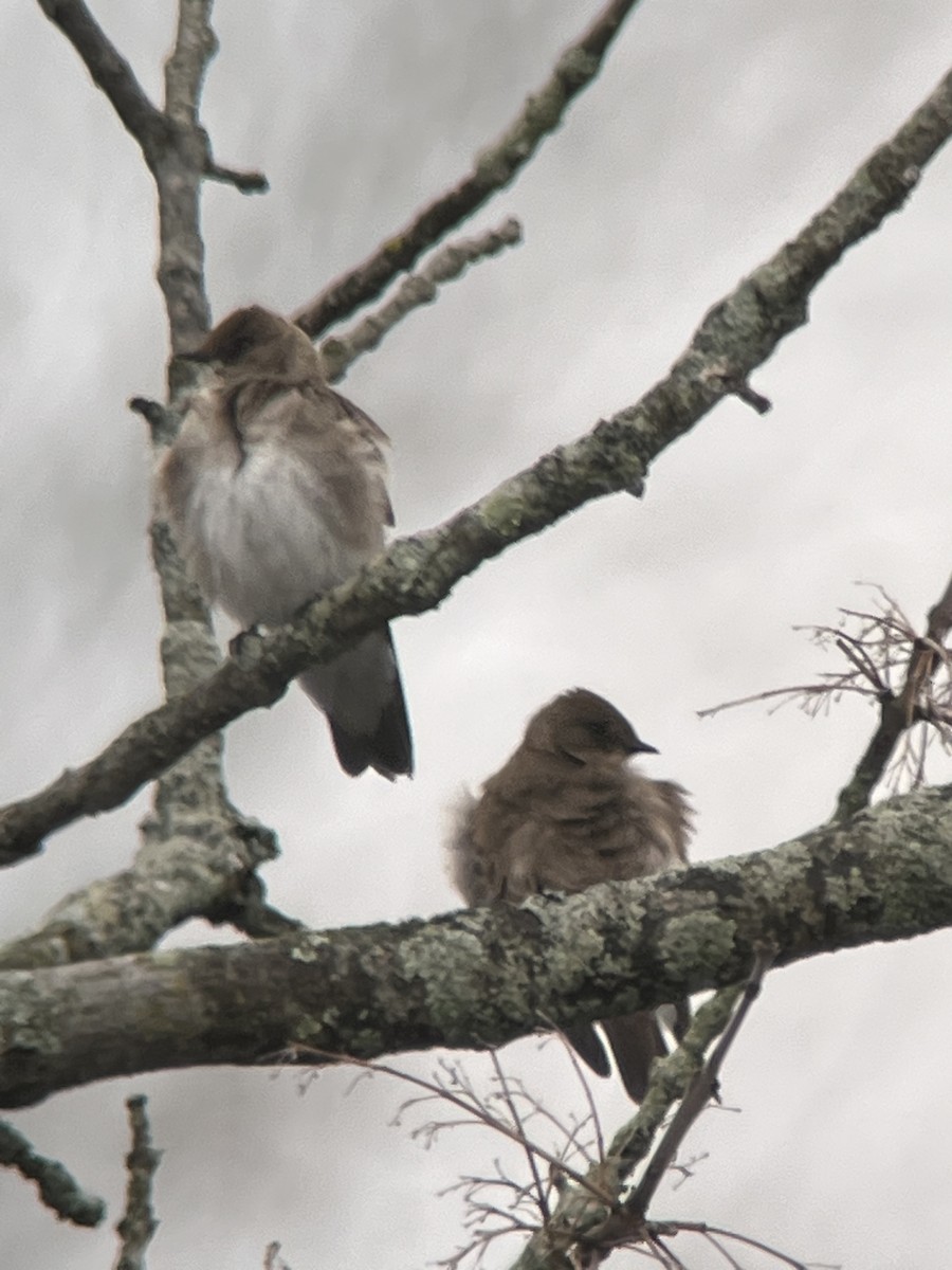 Northern Rough-winged Swallow - ML554230141