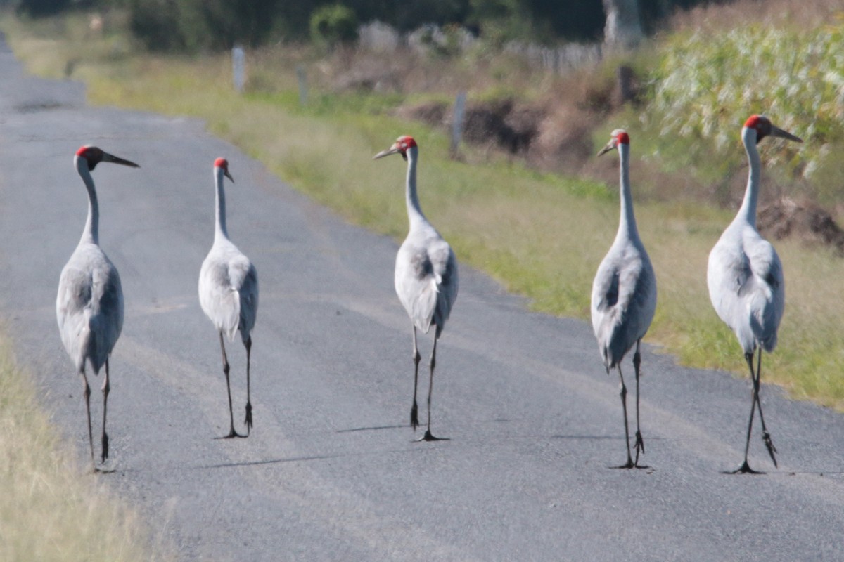 Brolga - ML55423061