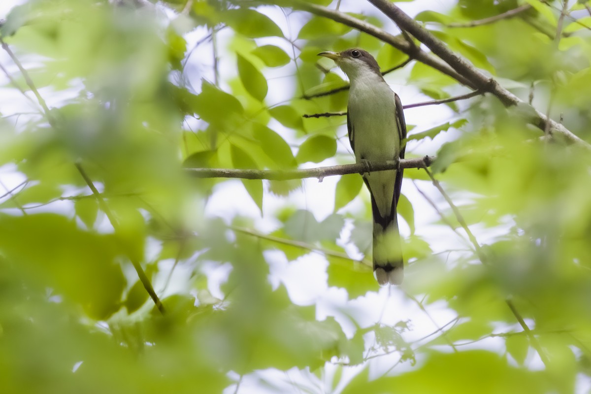 Yellow-billed Cuckoo - ML554230621