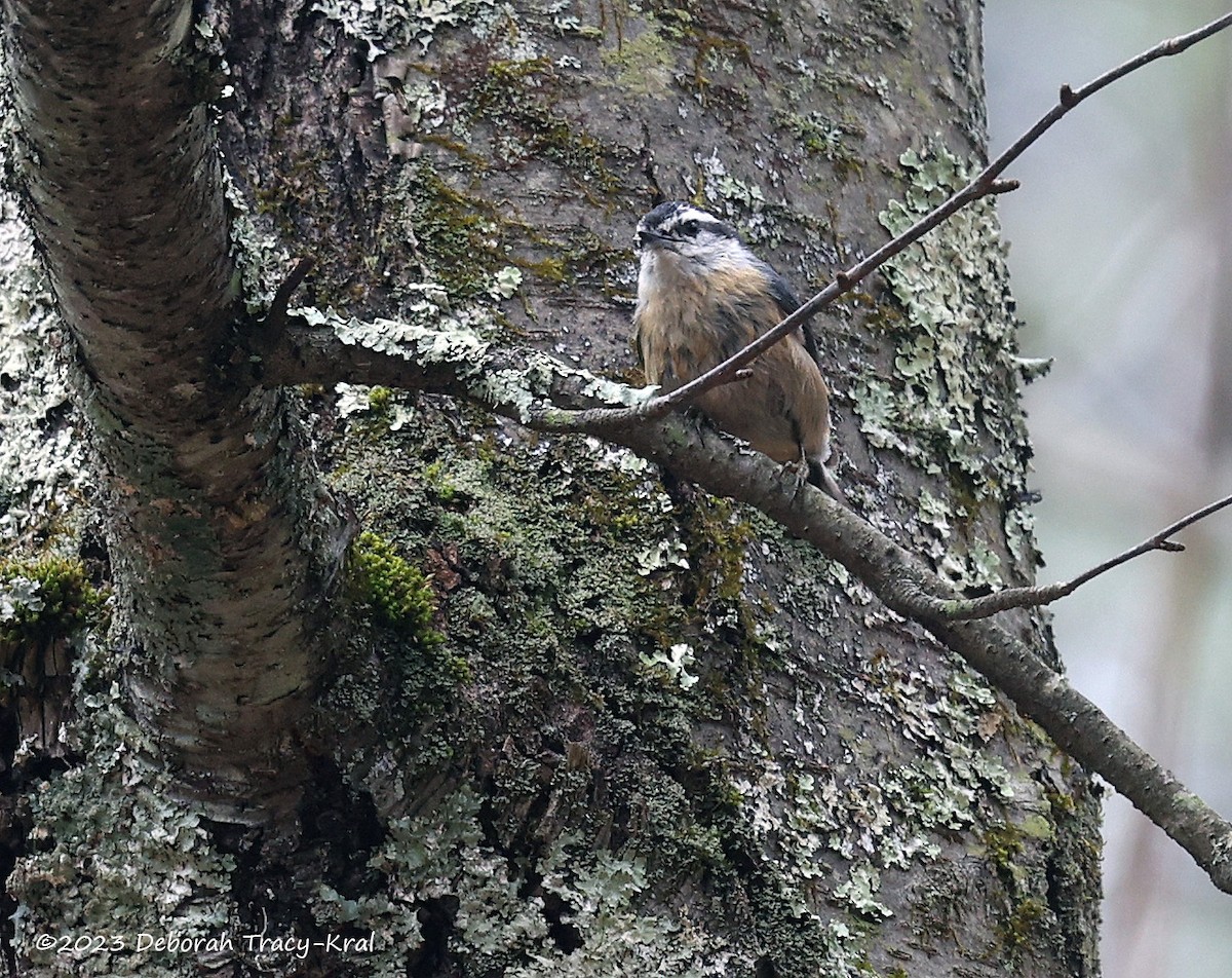 Red-breasted Nuthatch - ML554230801