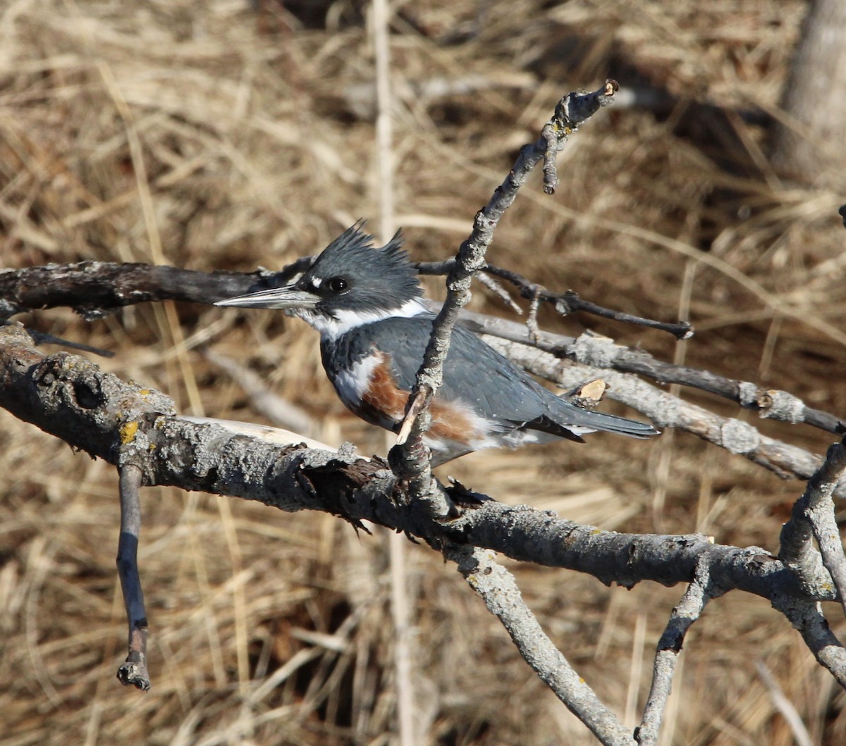 Belted Kingfisher - ML554230831