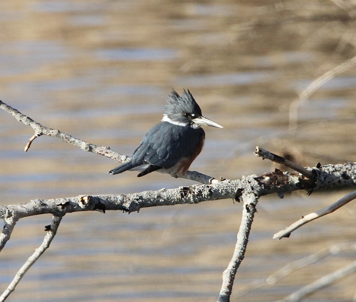 Belted Kingfisher - ML554230841