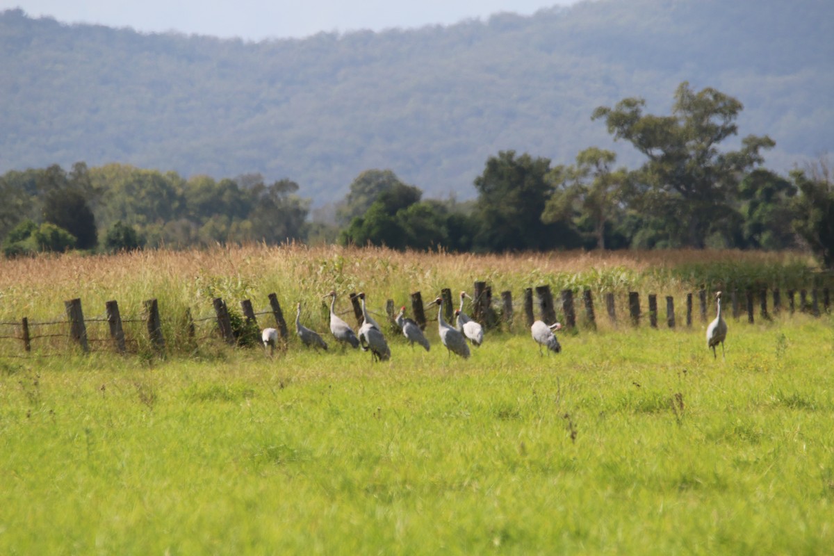 Brolga - ML55423201