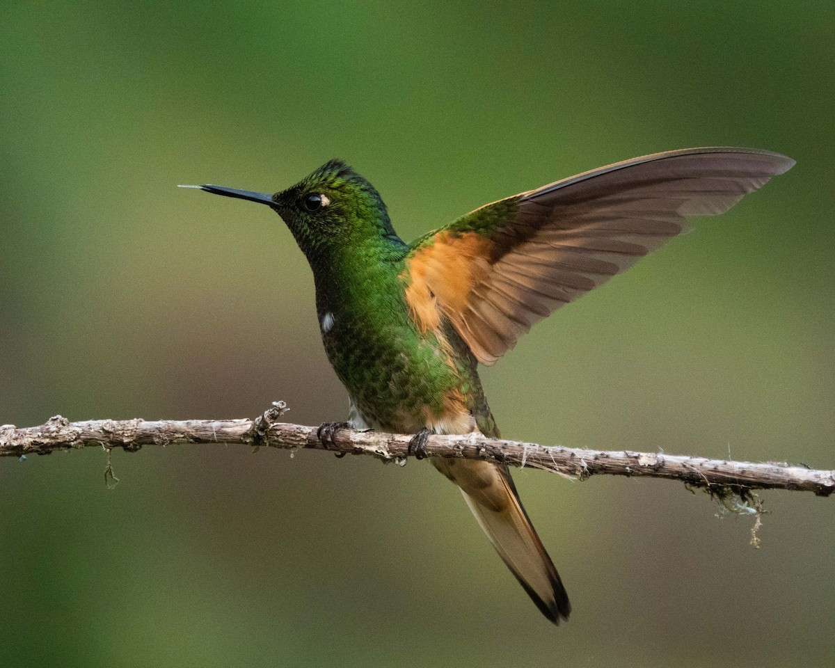 Colibrí Colihabano - ML554233501