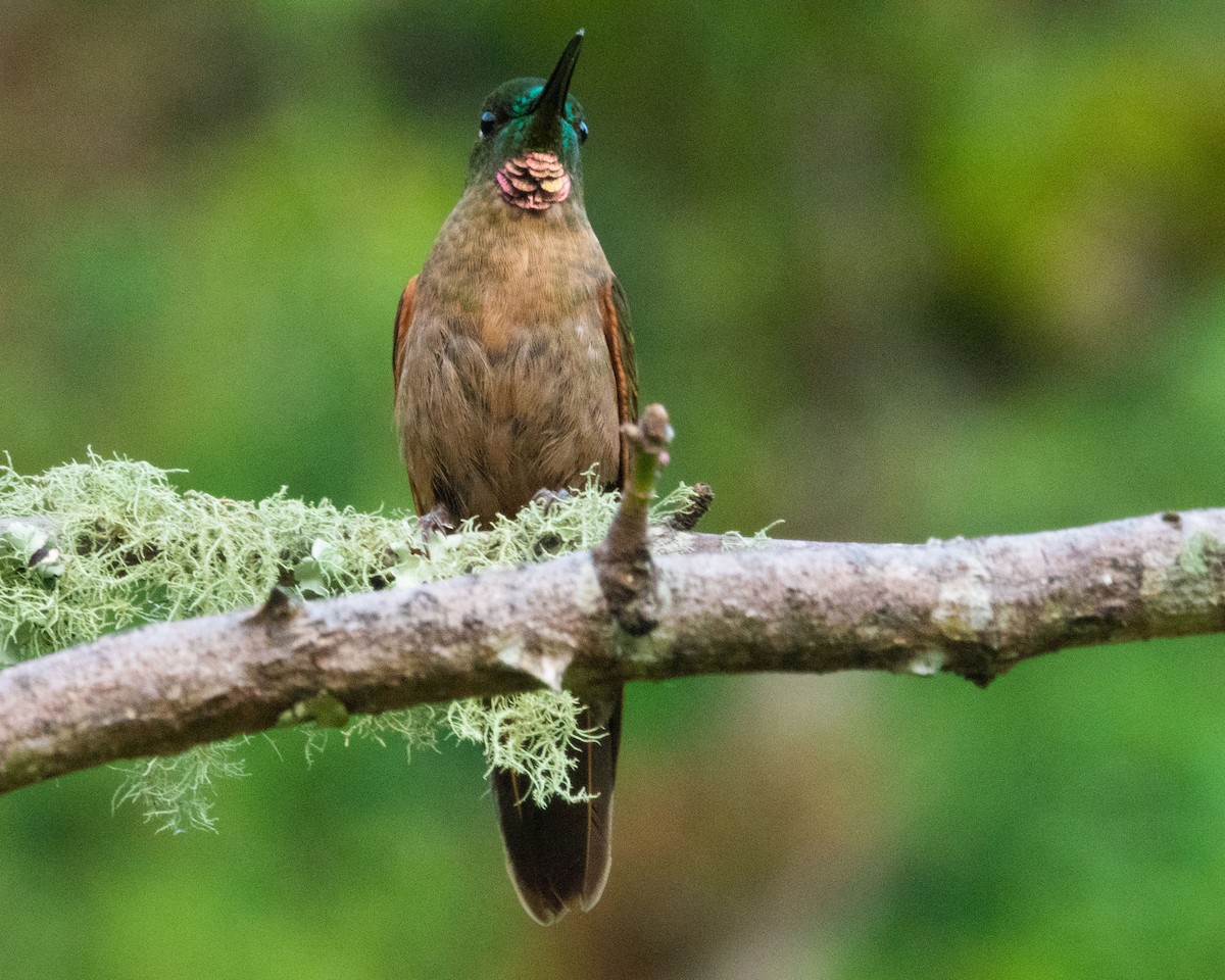 Fawn-breasted Brilliant - ML554233621