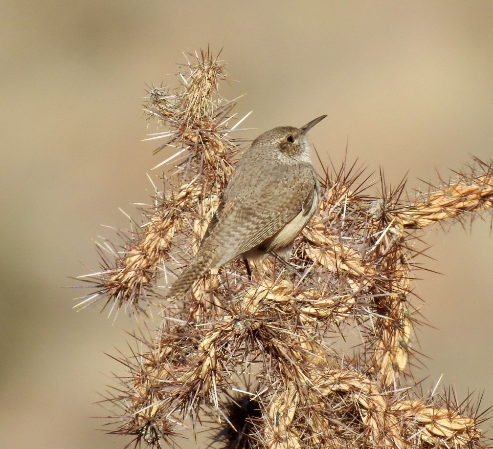 Rock Wren - ML554234251