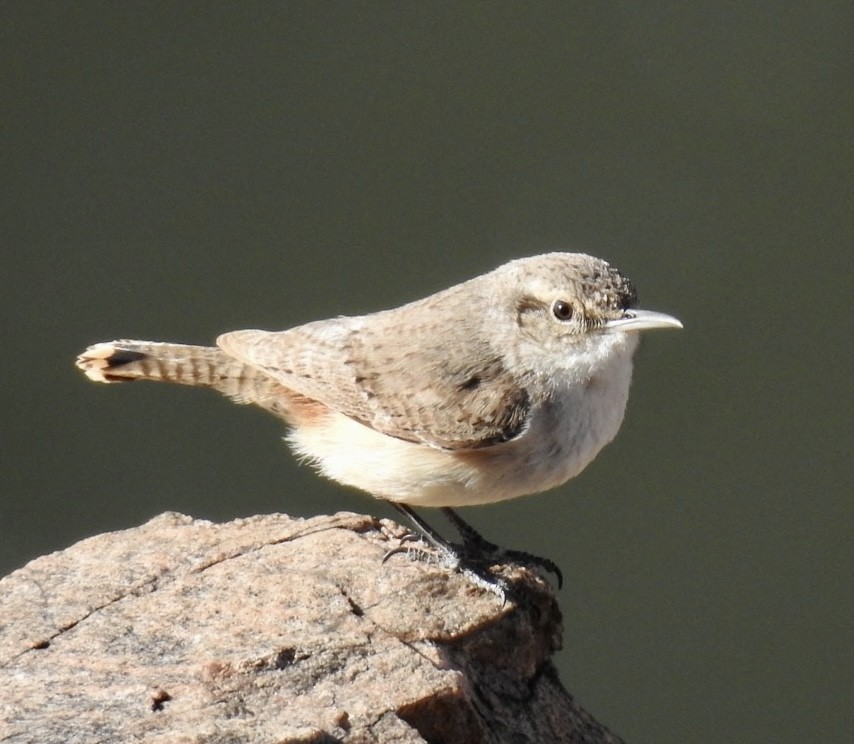 Rock Wren - ML554234261