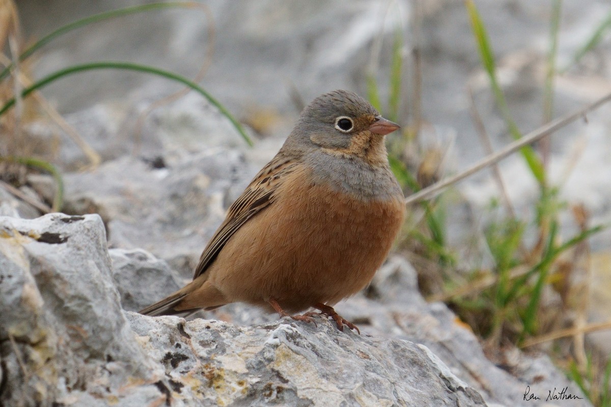 Cretzschmar's Bunting - ML554234281