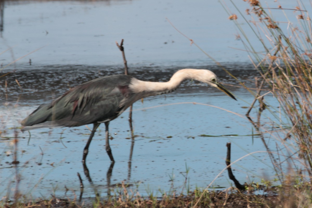 Pacific Heron - ML55423451