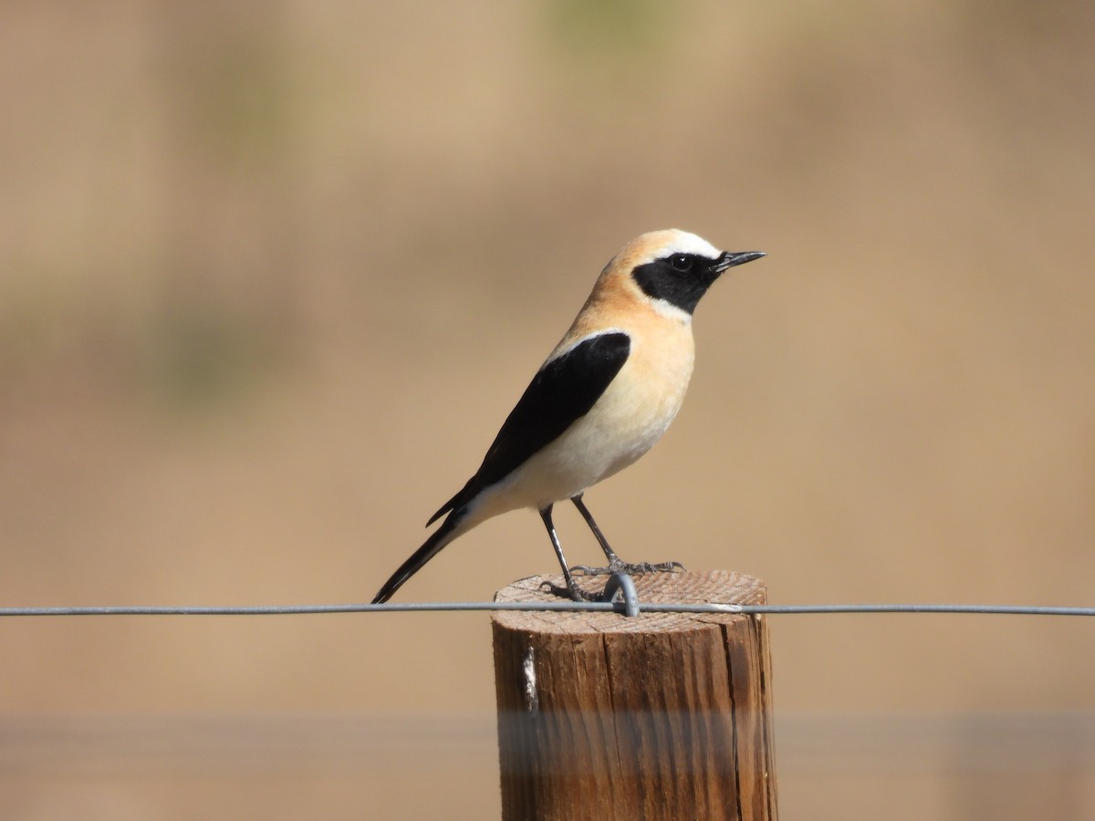 Western Black-eared Wheatear - ML554235301