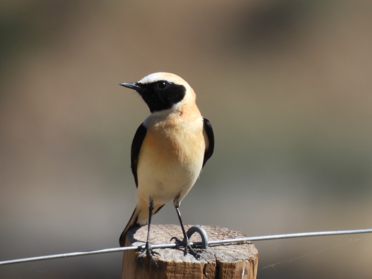 Western Black-eared Wheatear - ML554235311