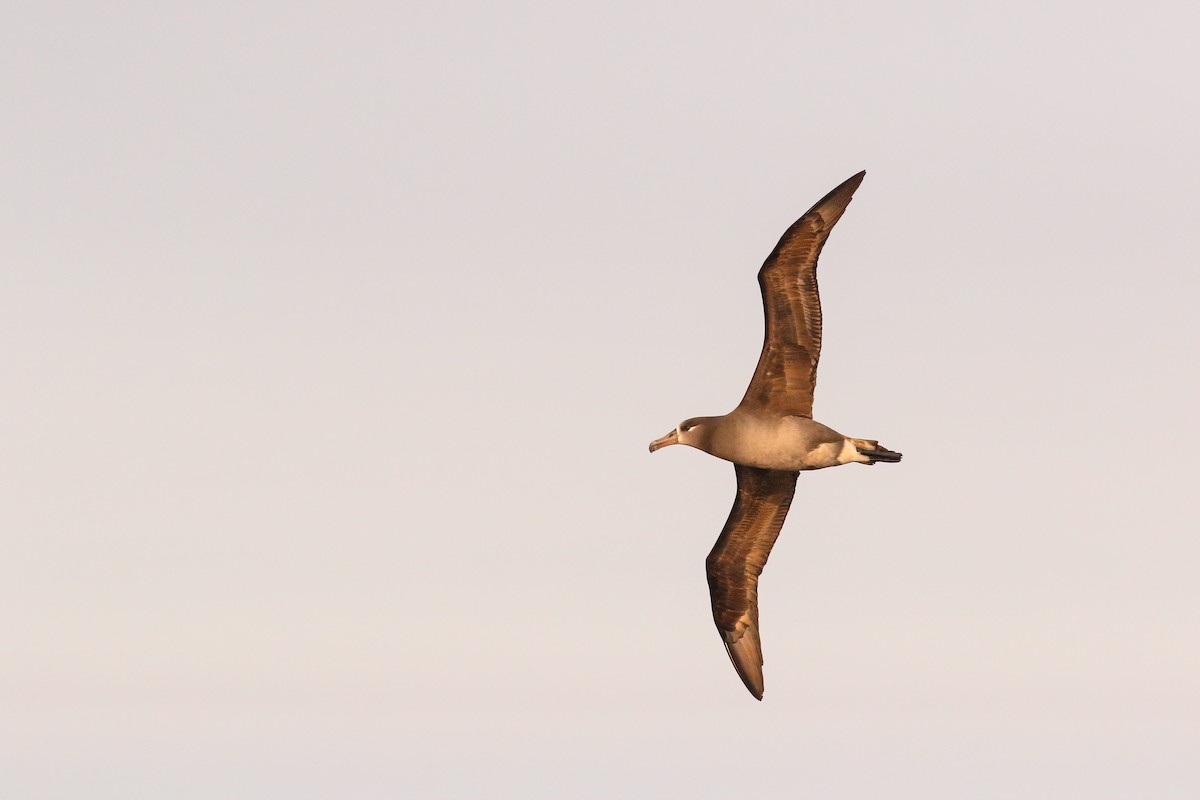 Albatros à pieds noirs - ML554237001