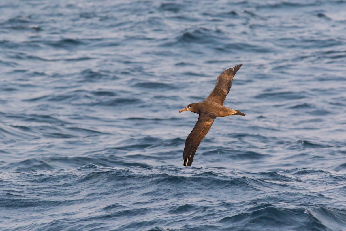Albatros à pieds noirs - ML554237011