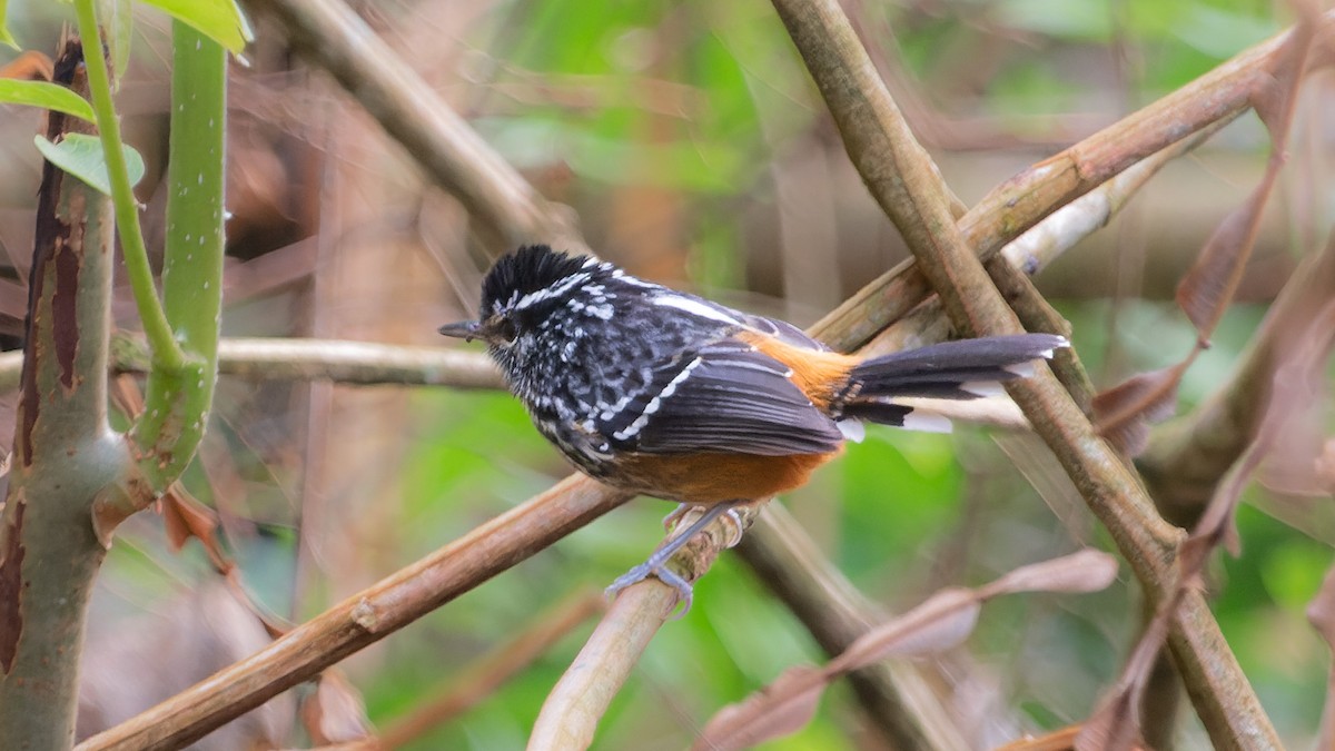 Ochre-rumped Antbird - ML554237091