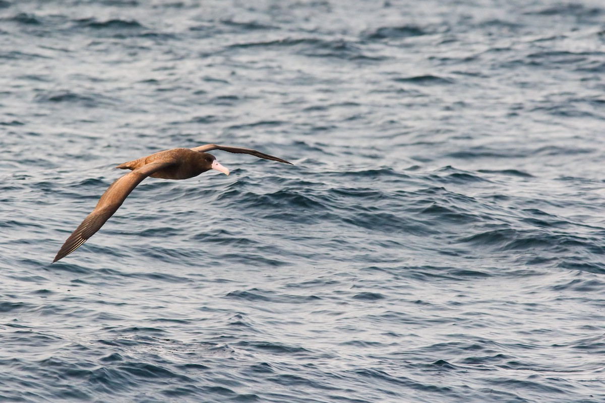 Albatros à queue courte - ML554237641