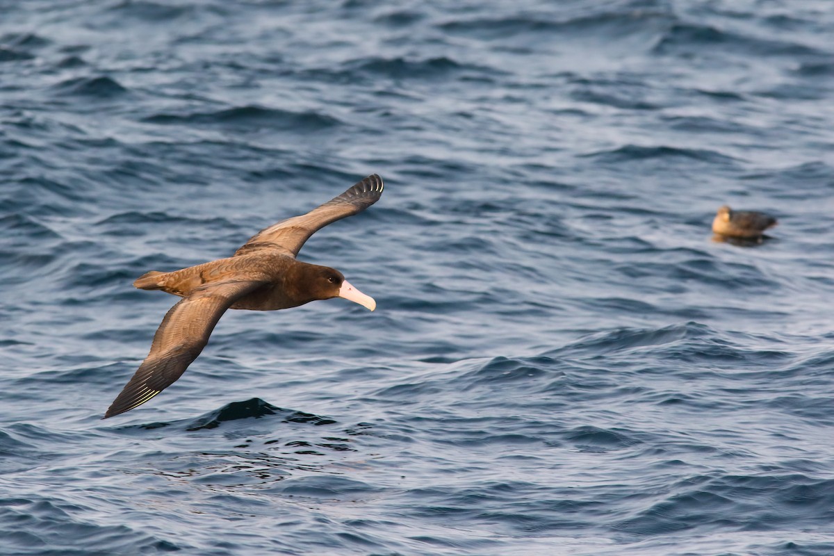 Albatros à queue courte - ML554237651