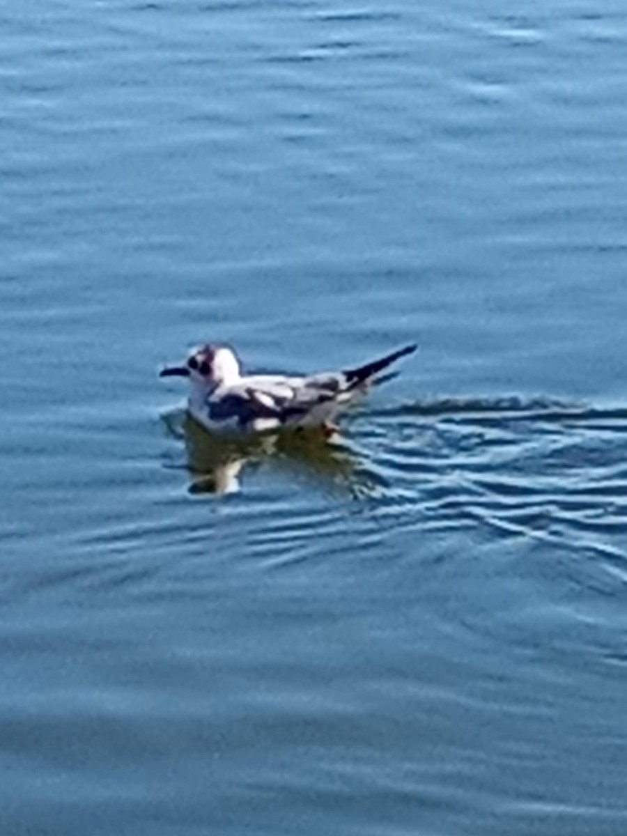 racek Bonapartův - ML554238391